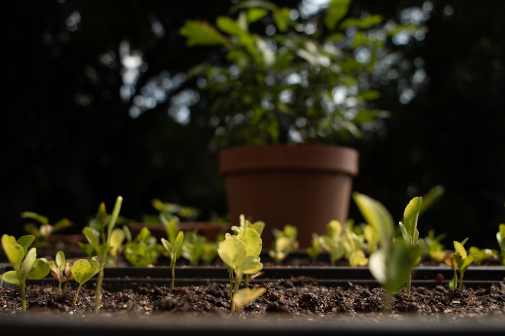 green leaf plant lot