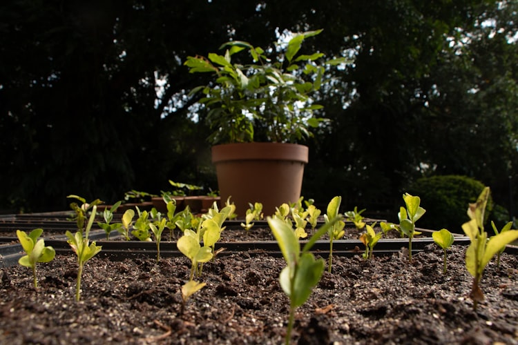 Semis de légumes et fleurs au printemps dans un jardin