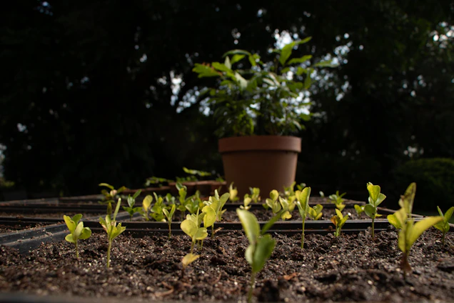 Close-up of vibrant green seedlings sprouting from rich coco peat in a sunlit nursery setting.