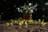 Young green seedlings are sprouting from rich, dark soil in a garden or plant nursery environment. In the background, out of focus, there is a larger plant in a terracotta pot surrounded by lush trees, suggesting a healthy and vibrant growth setting.
