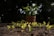 Young green seedlings are sprouting from rich, dark soil in a garden or plant nursery environment. In the background, out of focus, there is a larger plant in a terracotta pot surrounded by lush trees, suggesting a healthy and vibrant growth setting.