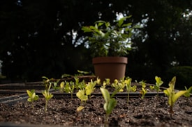 Young green seedlings are sprouting from rich, dark soil in a garden or plant nursery environment. In the background, out of focus, there is a larger plant in a terracotta pot surrounded by lush trees, suggesting a healthy and vibrant growth setting.