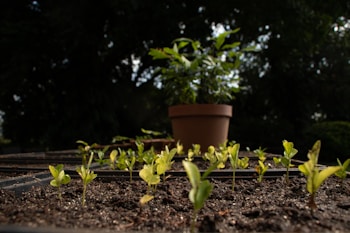 Young green seedlings are sprouting from rich, dark soil in a garden or plant nursery environment. In the background, out of focus, there is a larger plant in a terracotta pot surrounded by lush trees, suggesting a healthy and vibrant growth setting.