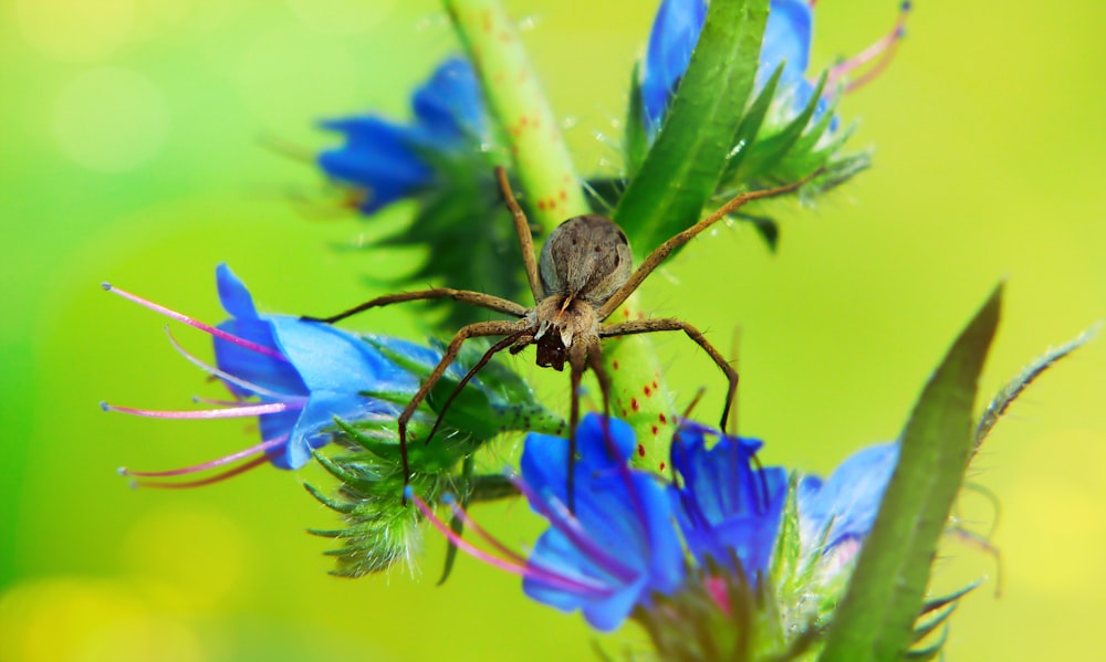 selective focus photography of brown spider