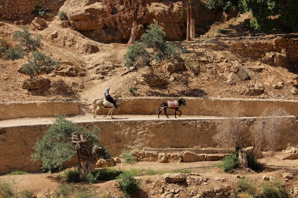 A person is riding a donkey on a narrow path amidst a rocky, arid landscape. Another donkey, adorned with bags, walks alongside. Sparse vegetation, including shrubs and small trees, is visible against the sandy, rocky terrain.