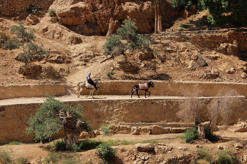 Dos caballos negros