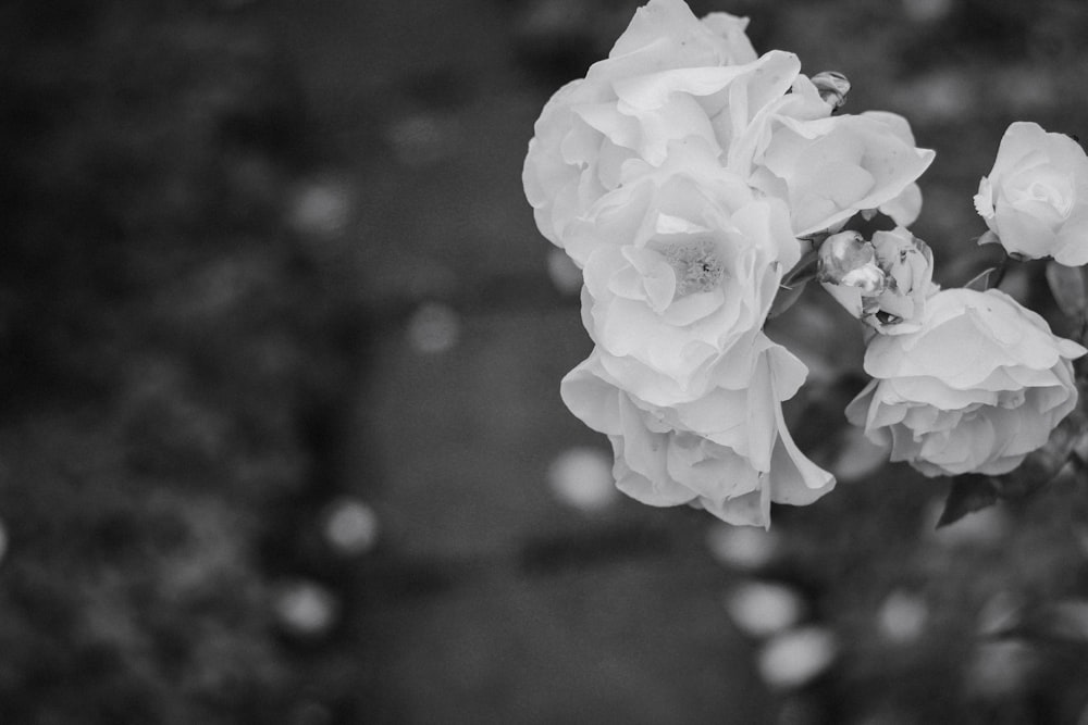 grayscale photo of flowers