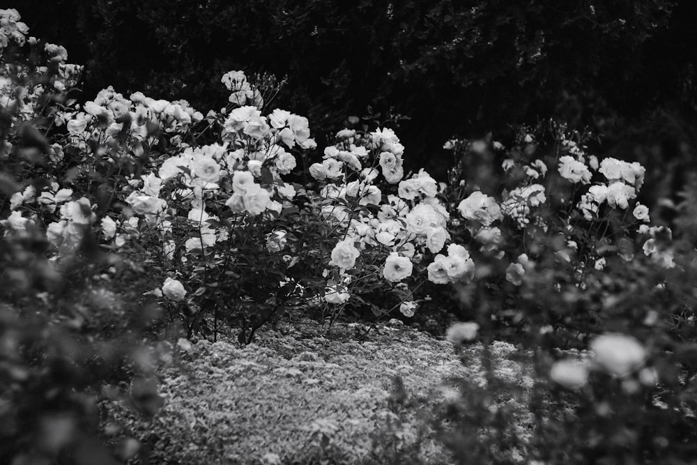 grayscale photo of white flowers