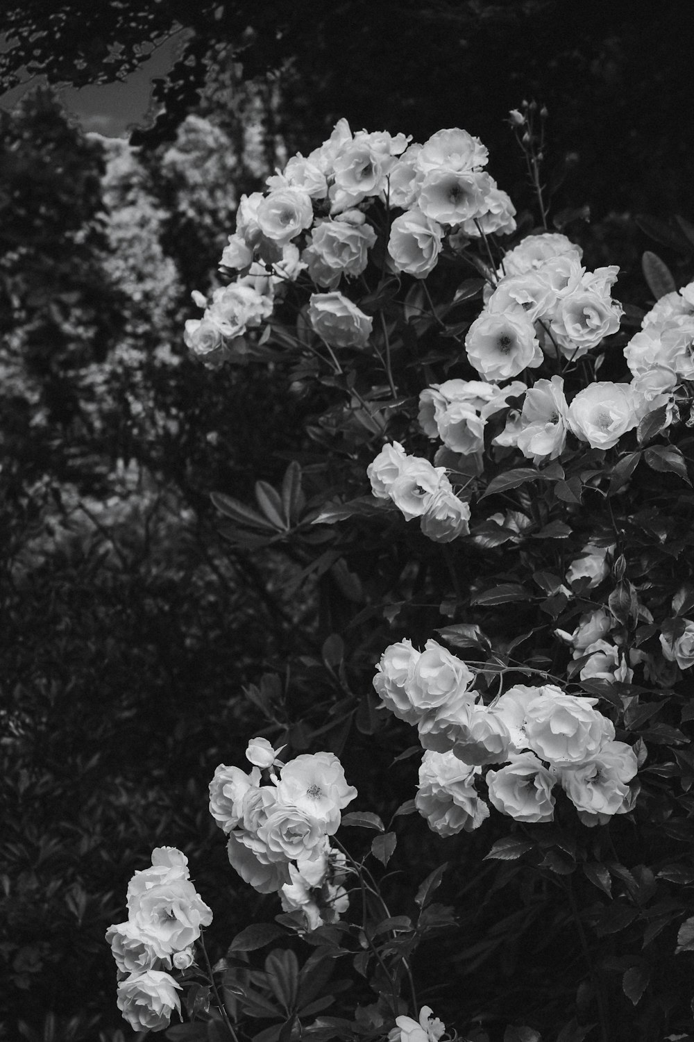 petaled flowers