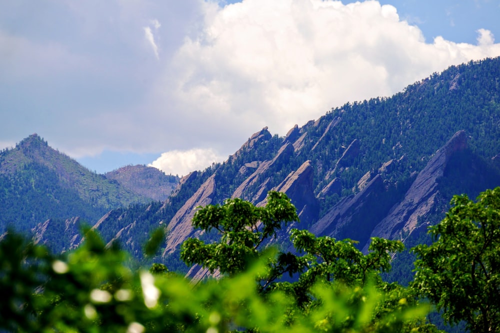 green leaf trees near mountain