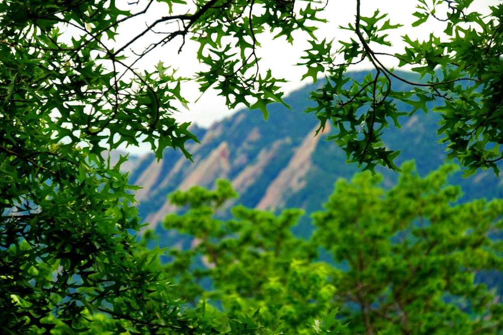 green tree