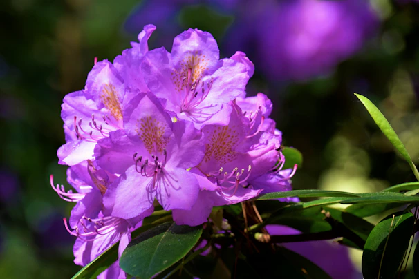 A vibrant cluster of purple flowers known for their calming properties