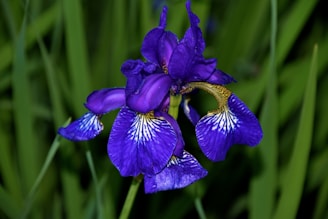 A vibrant purple iris flower with intricate white and yellow veining on its petals is surrounded by long green leaves.