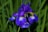 A vibrant purple iris flower with intricate white and yellow veining on its petals is surrounded by long green leaves.