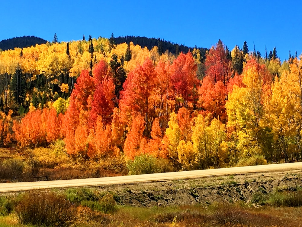 field of red and green trees near road