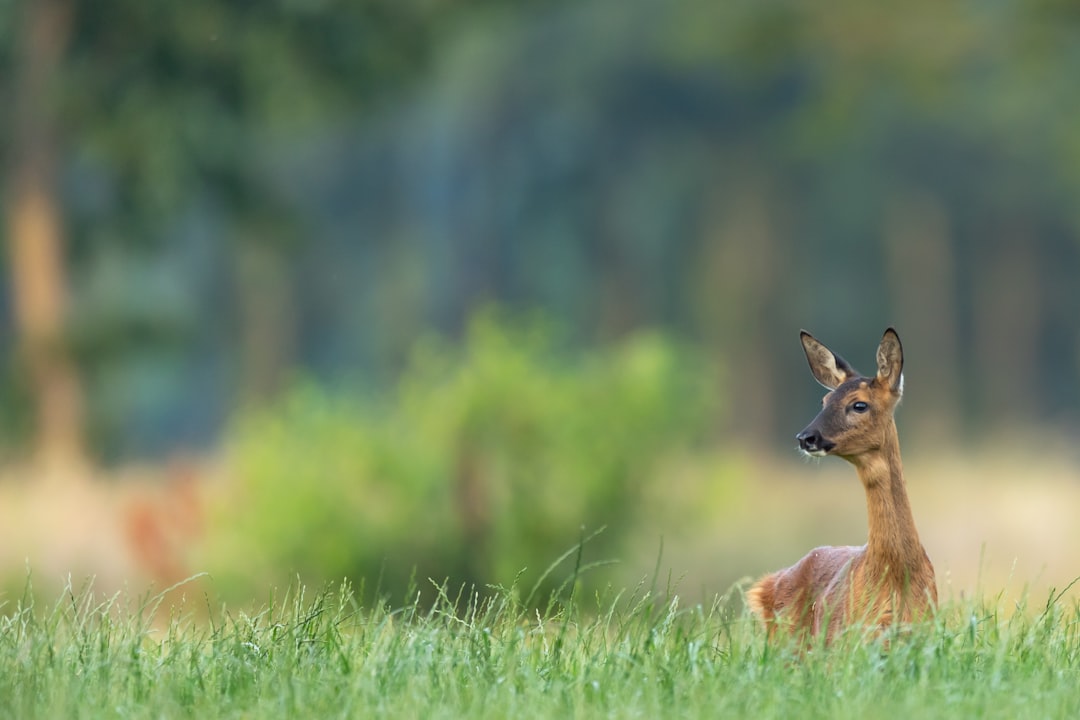 focus photography of deer