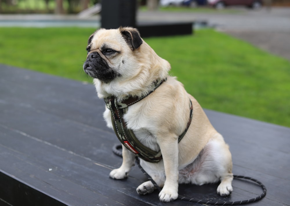 fawn pug on black bench