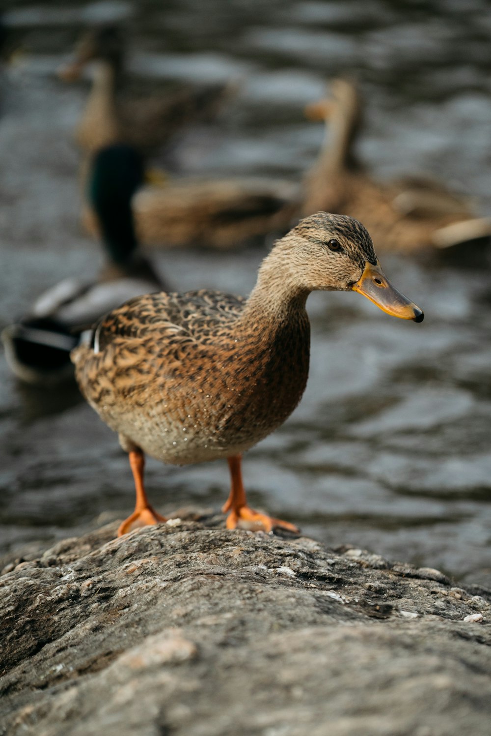 brown and black duck