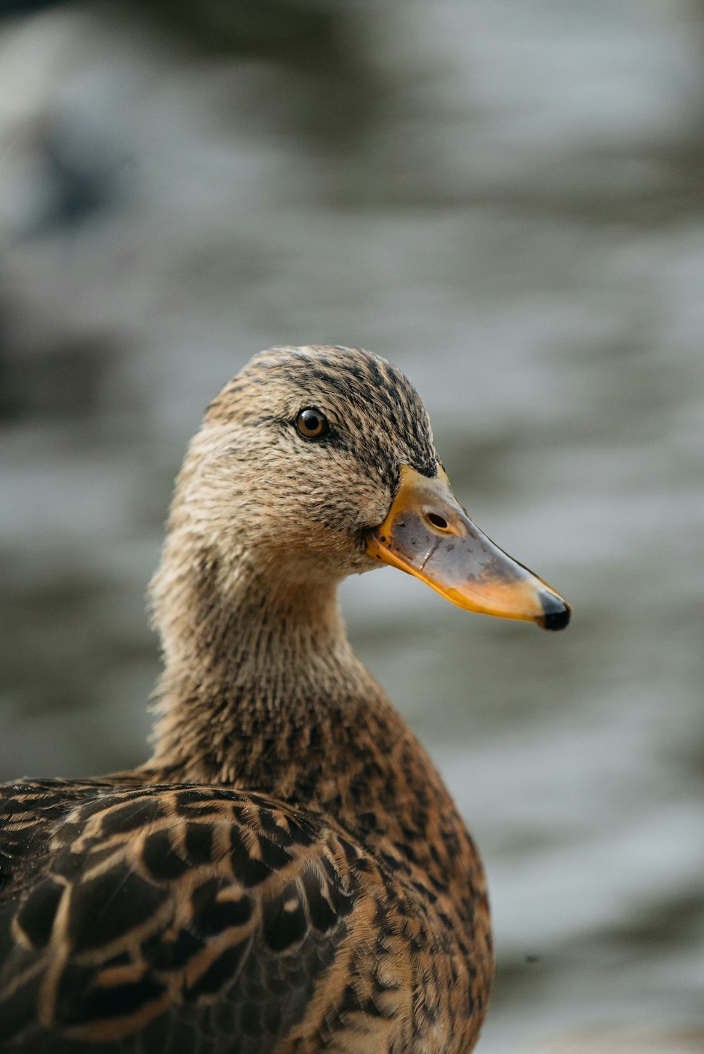 brown duck