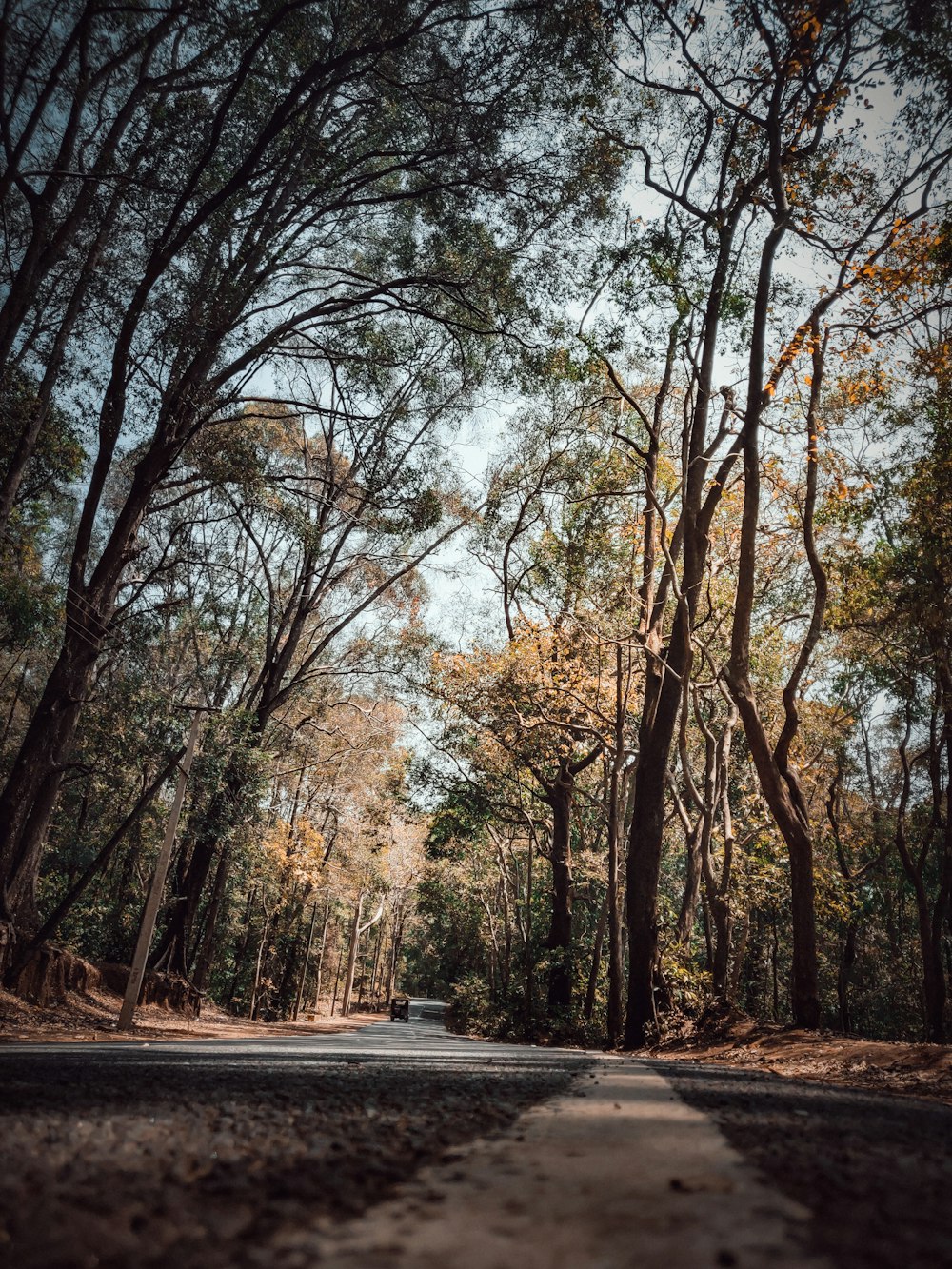 árvores perto da estrada