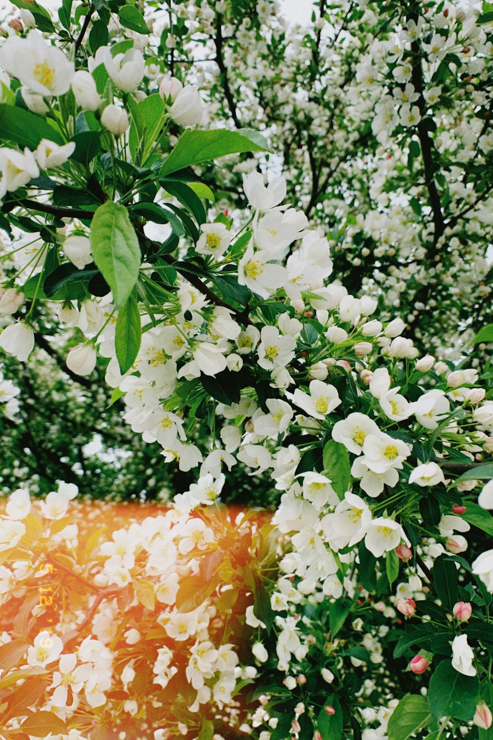 white flowering tree