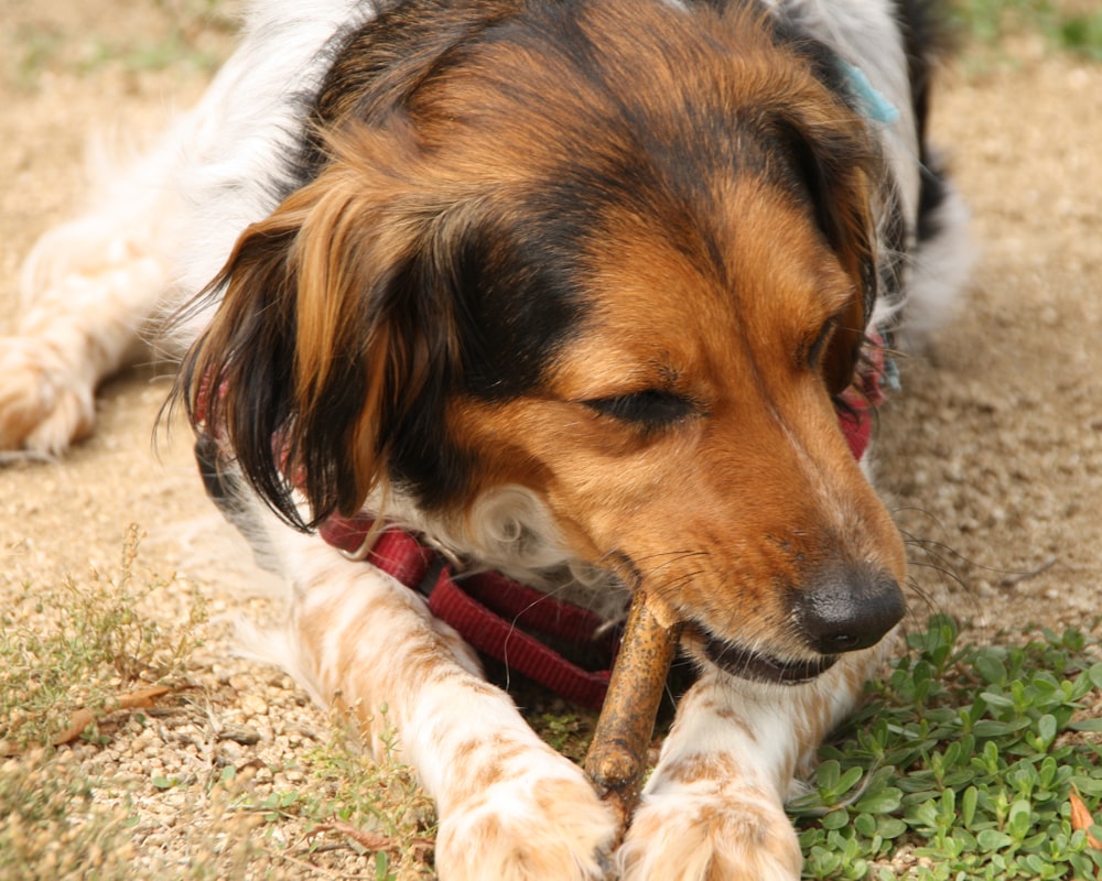 short-coated tan and white dog