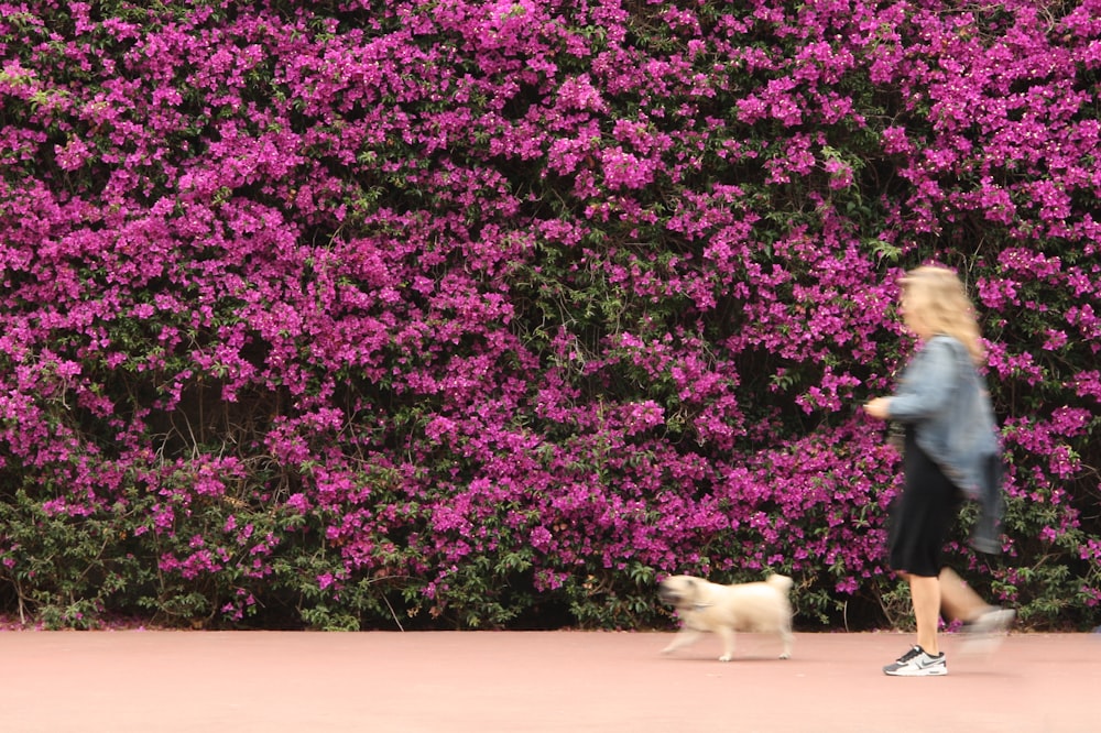 flores rosadas en flor