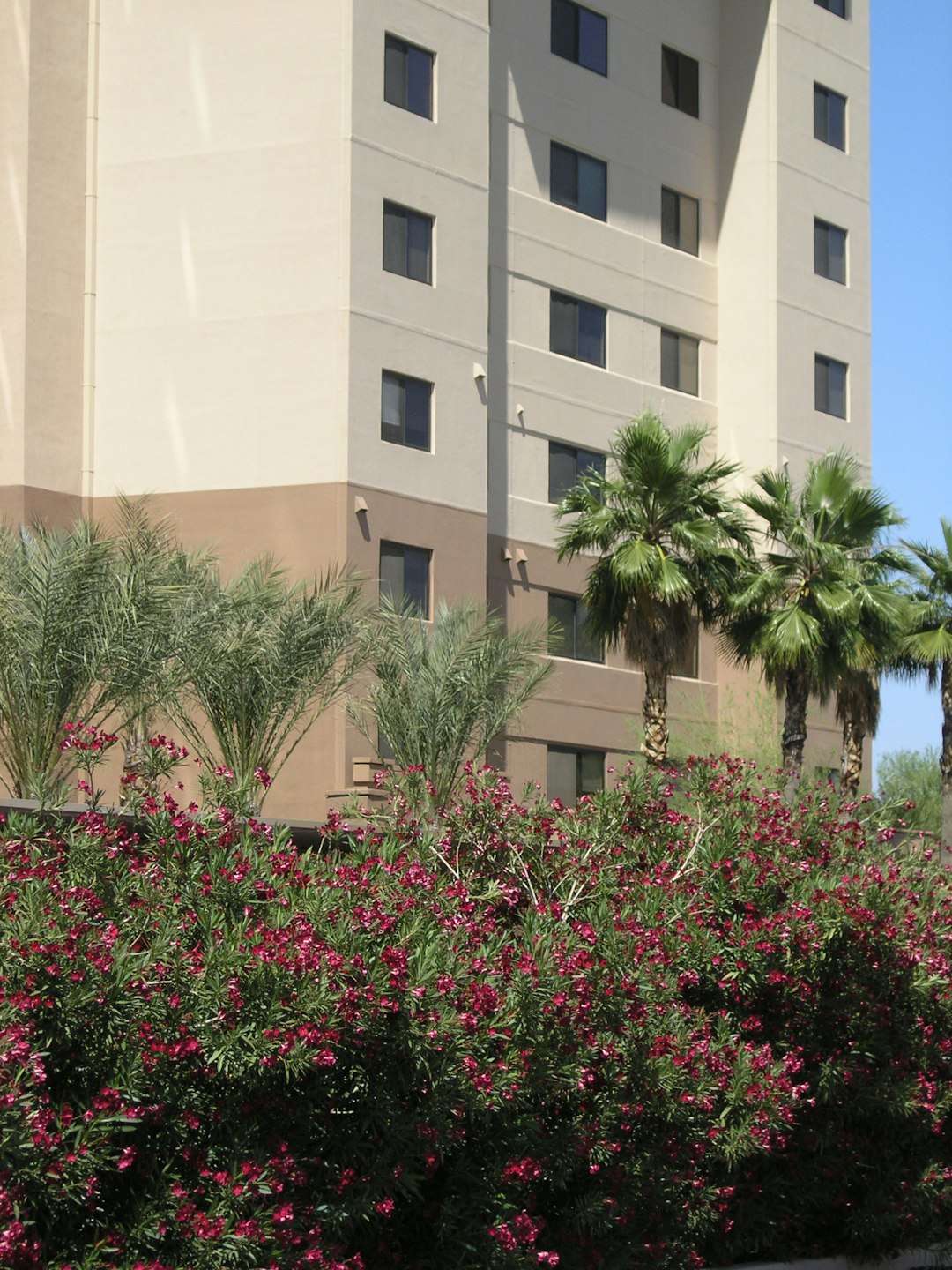  green and purple bush plant courtyard forecourt