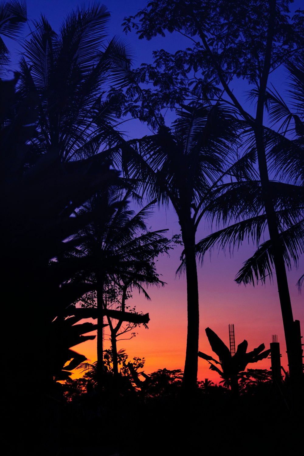 silhouette of palm trees during golden hour