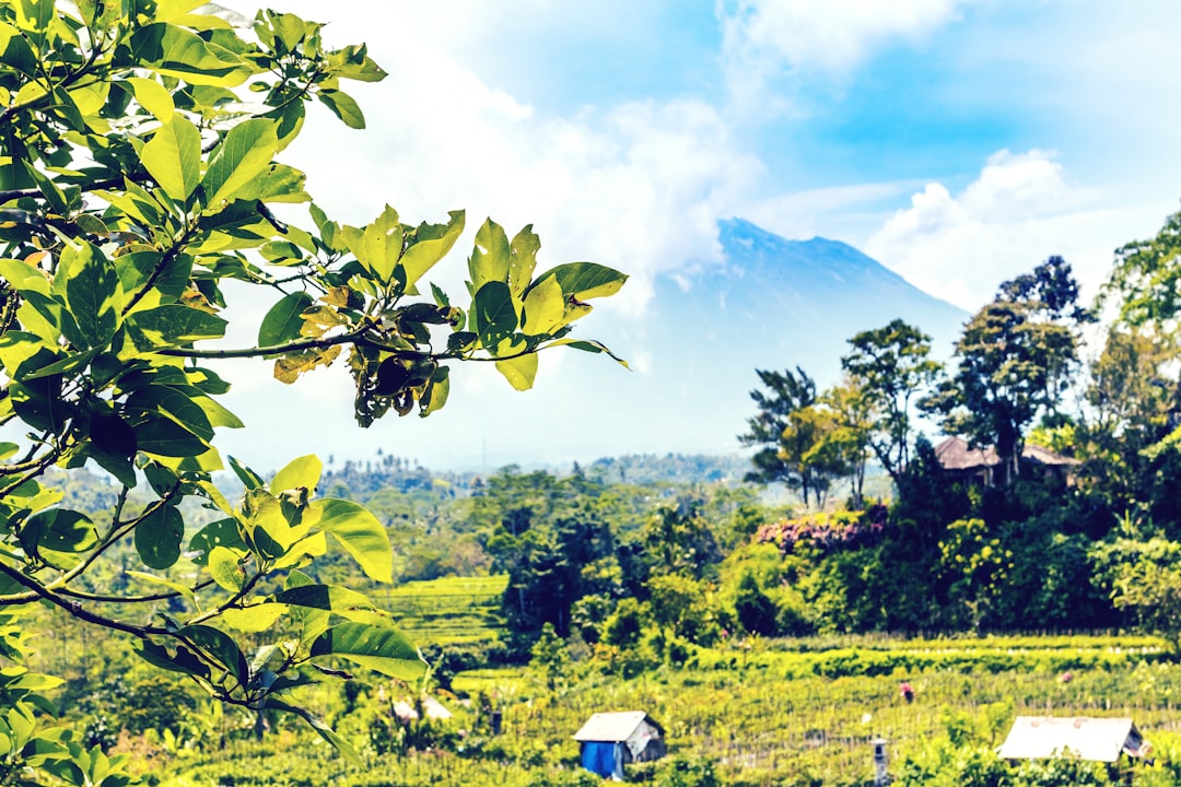 green trees near mountain