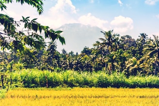 A lush landscape featuring a field of golden crops in the foreground, bordered by tall green grass and palm trees. In the background, a dense forest with a variety of tropical trees is visible, with a mountain partially covered by clouds looming in the distance. The sky is mostly clear with some scattered clouds.