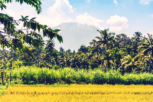 A lush landscape featuring a field of golden crops in the foreground, bordered by tall green grass and palm trees. In the background, a dense forest with a variety of tropical trees is visible, with a mountain partially covered by clouds looming in the distance. The sky is mostly clear with some scattered clouds.