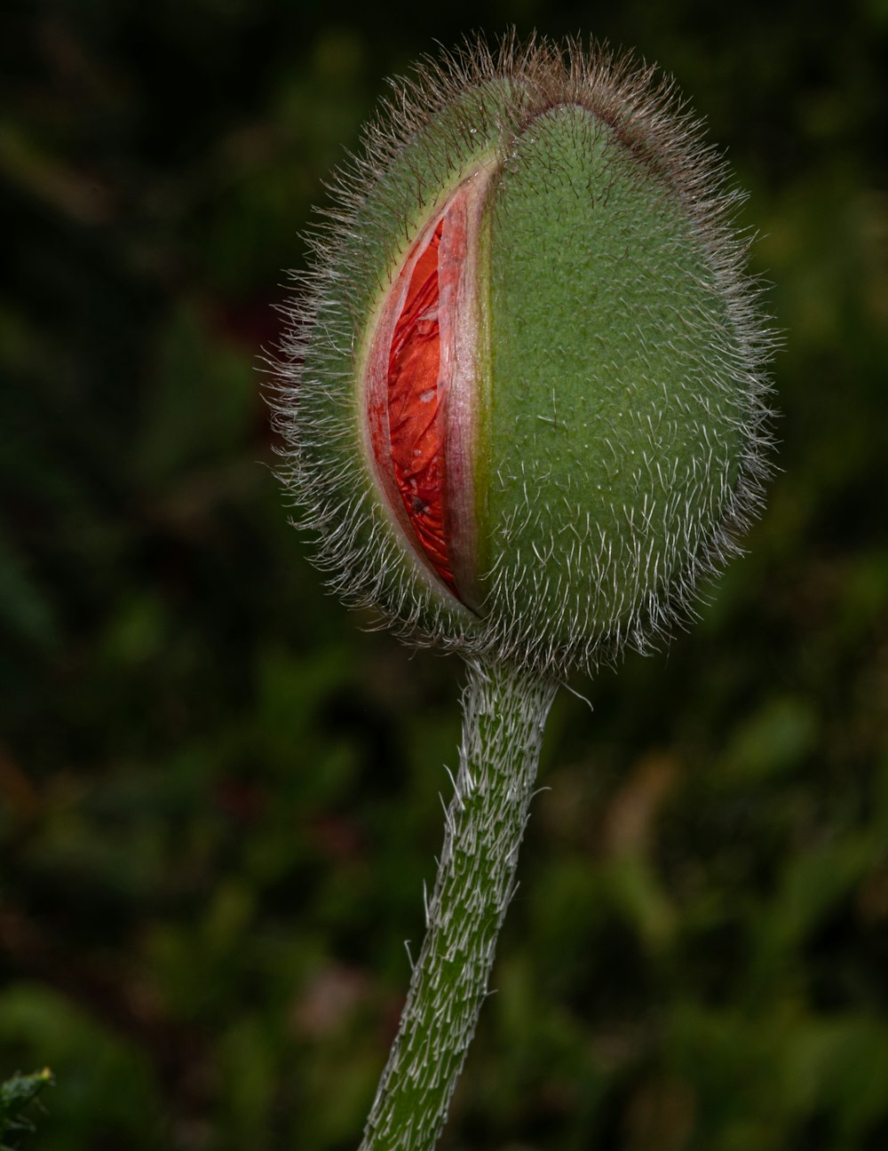 closeup photography of red flower bud