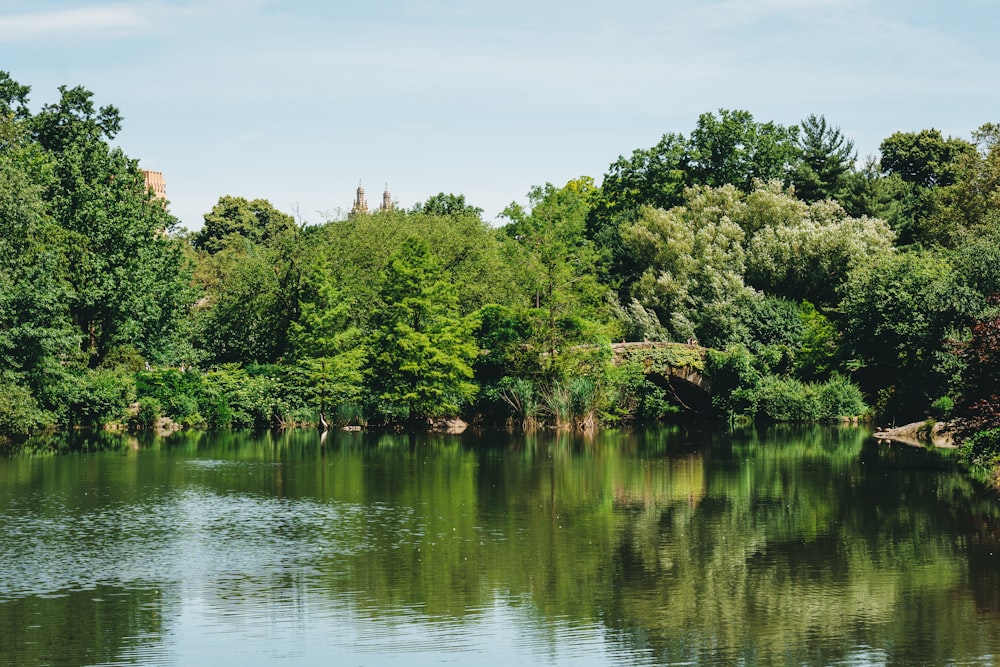 river surrounded by green-leafed trees