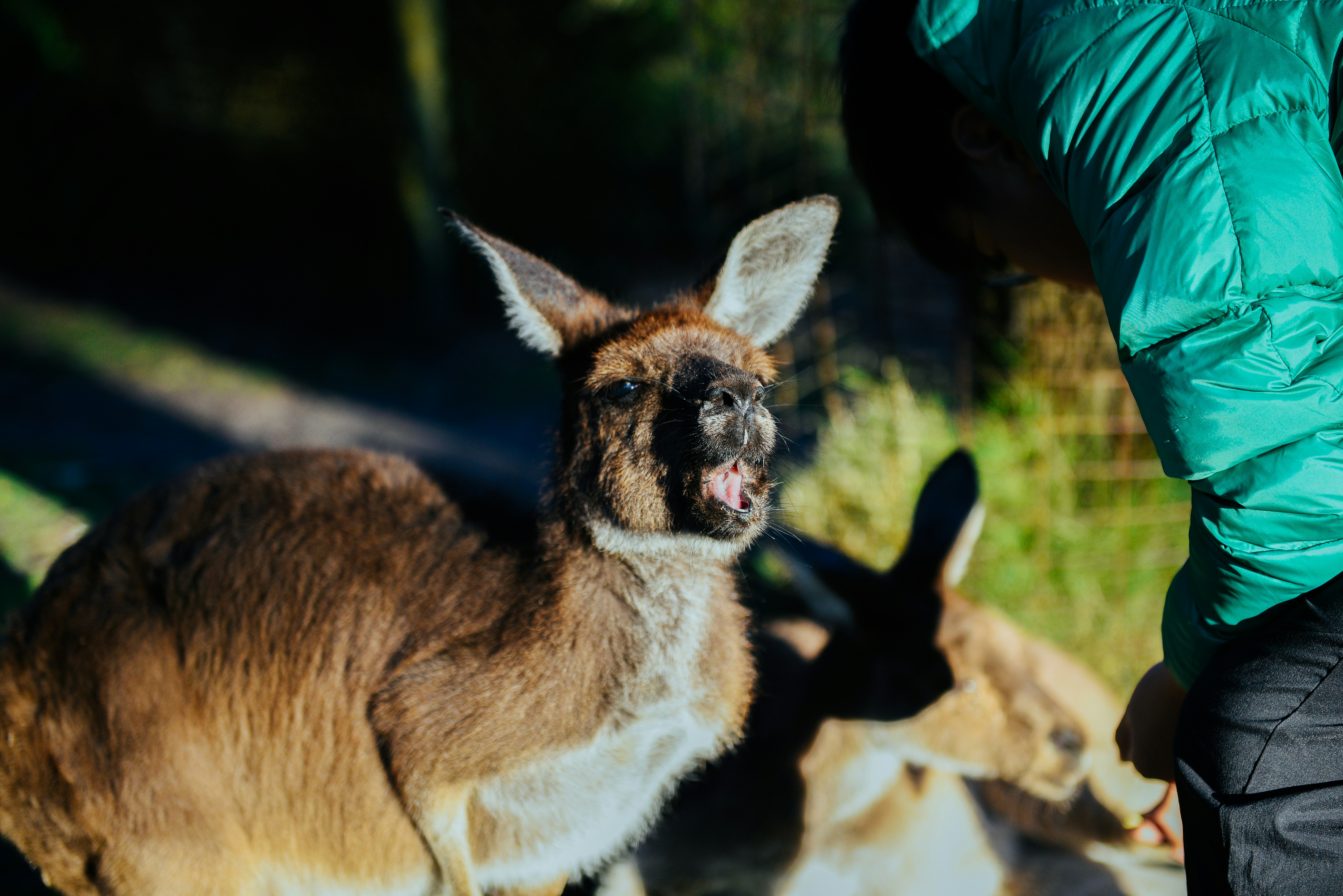 kangaroo joey near person leaning forward