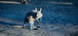 A red kangaroo bounding across the open plains with dust trailing behind.