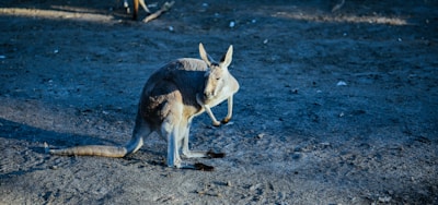 A red kangaroo bounding across the open plains with dust trailing behind.