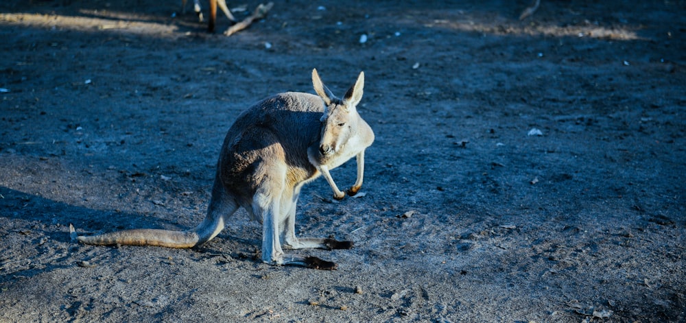 brown kangaroo