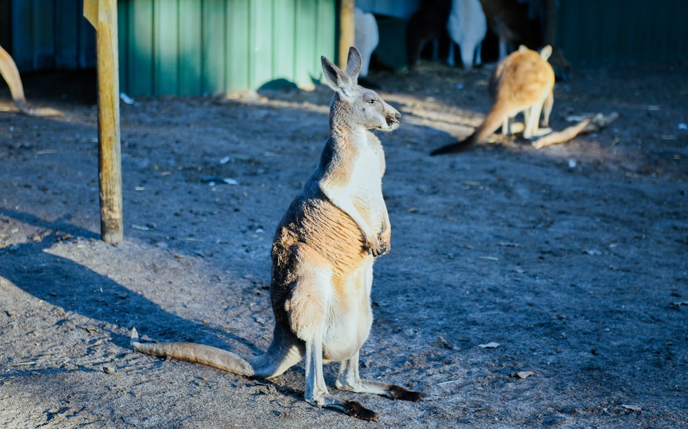 weißes und braunes Känguru