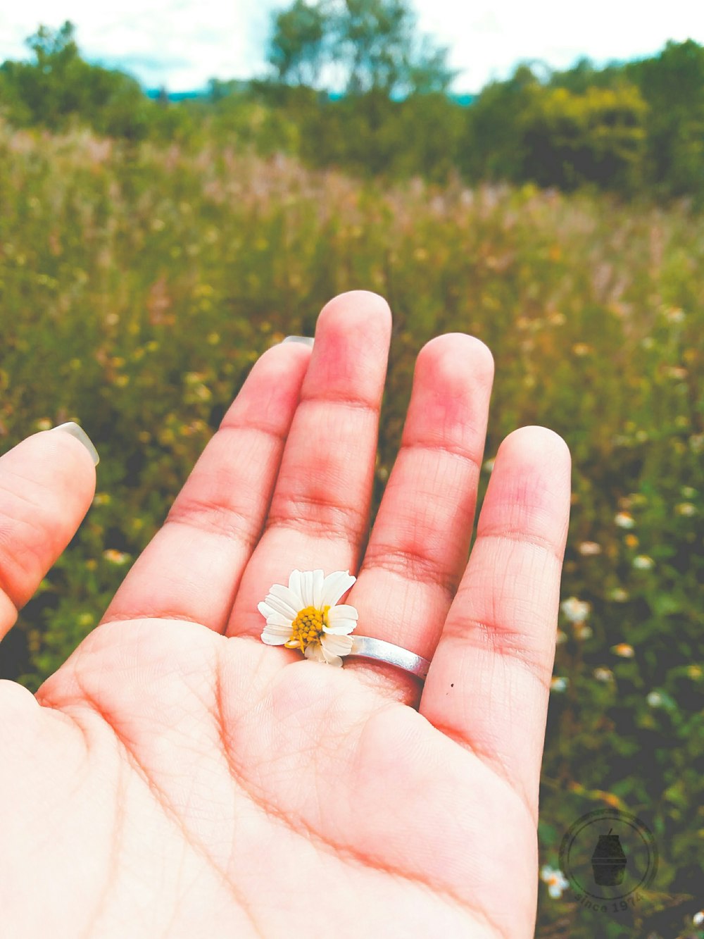 white-petaled flower in hand