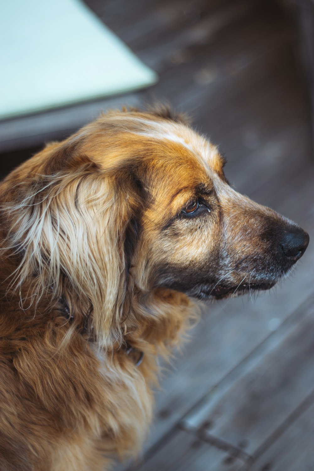 long-coated brown dog on wooden floor