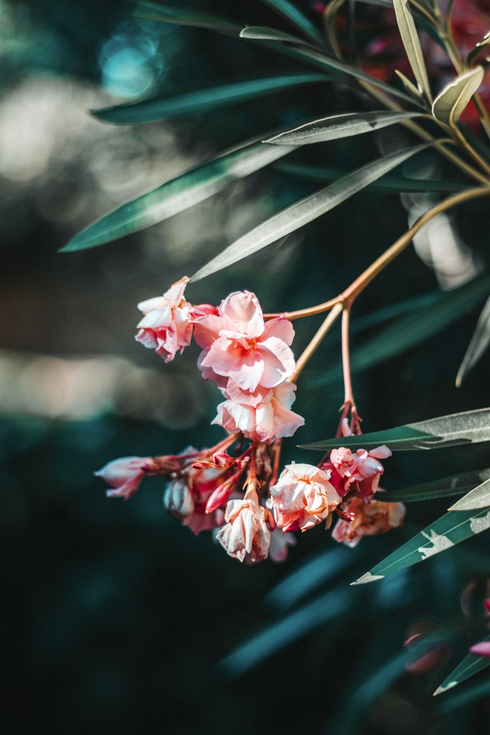 pink petaled flower bloom close-up photography