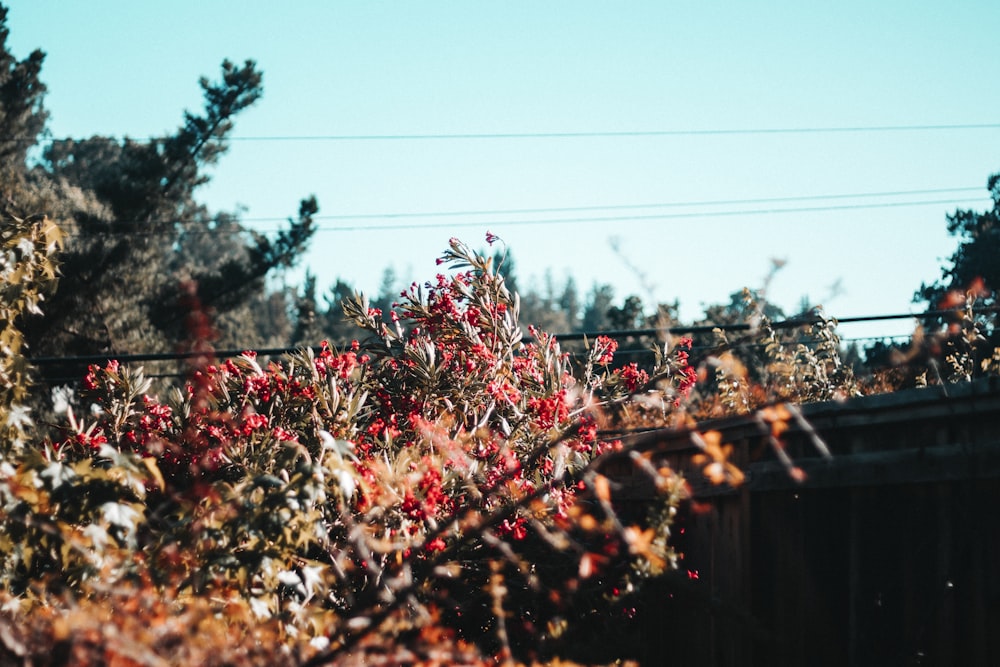 flower field at daytime