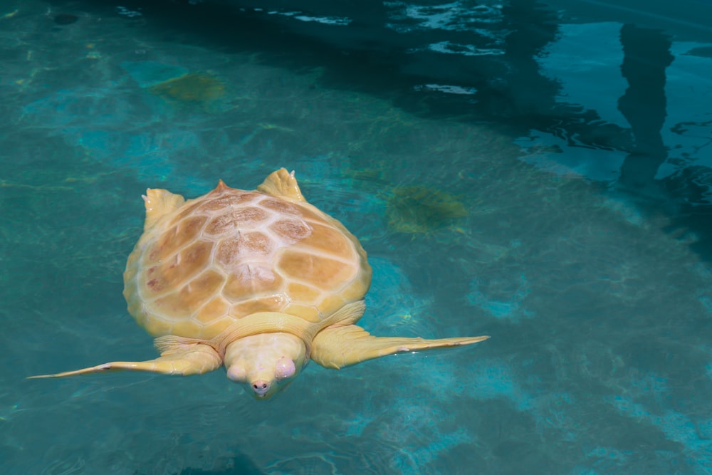 close-up photo of brown swimming turtle