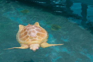 Blastoise Acqua