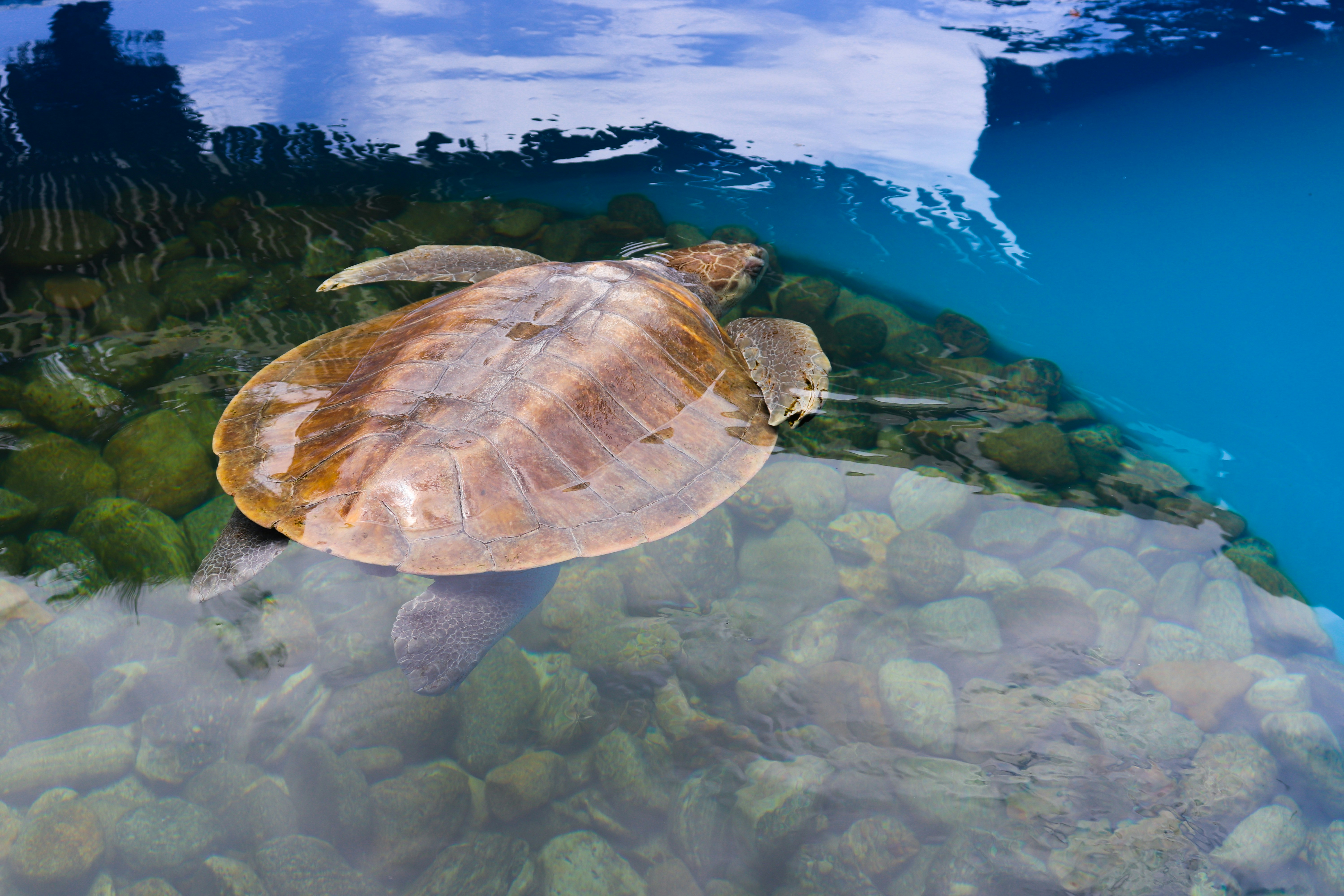 Water Turtle Pictures | Download Free Images on Unsplash