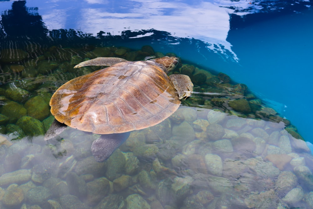 brown turtle on water