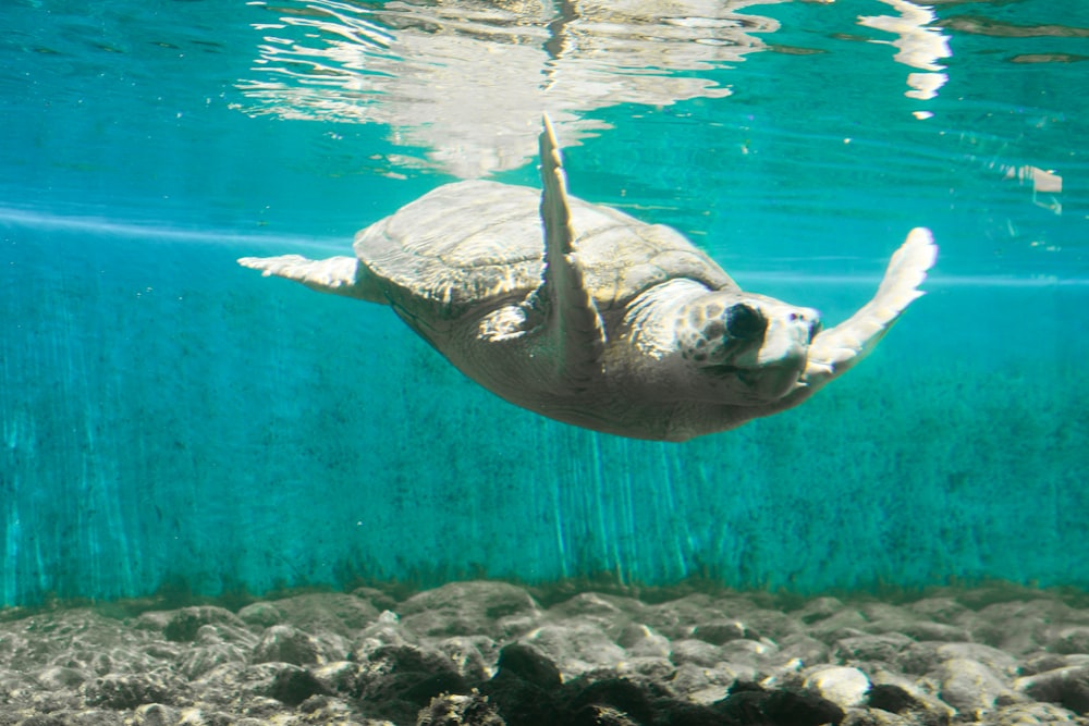 gray turtle underwater