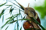 shallow focus photo of brown snail