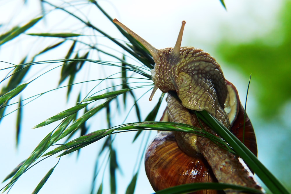 Photo de mise au point peu profonde d’escargot brun